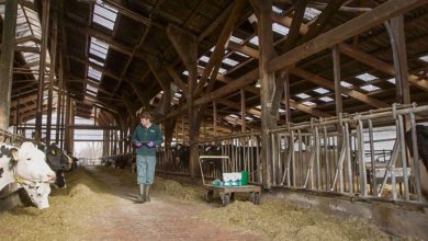 Photo of Gérer correctement la stabilité du rumen. Mais comment ?