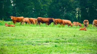 Photo of Un passage progressif du lait à la viande