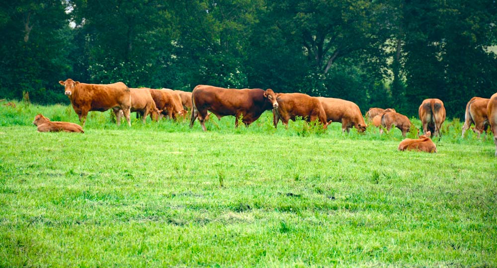  - Illustration Un passage progressif du lait à la viande