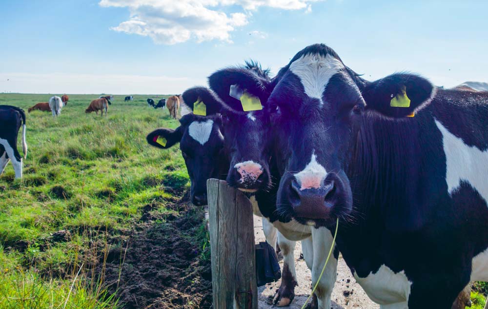  - Illustration Escapade dans le berceau de la Holstein