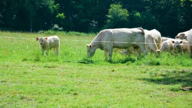 Photo of Viande bovine : Une meilleure valorisation en bio