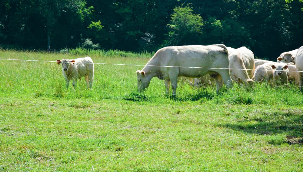  - Illustration Viande bovine : Une meilleure valorisation en bio