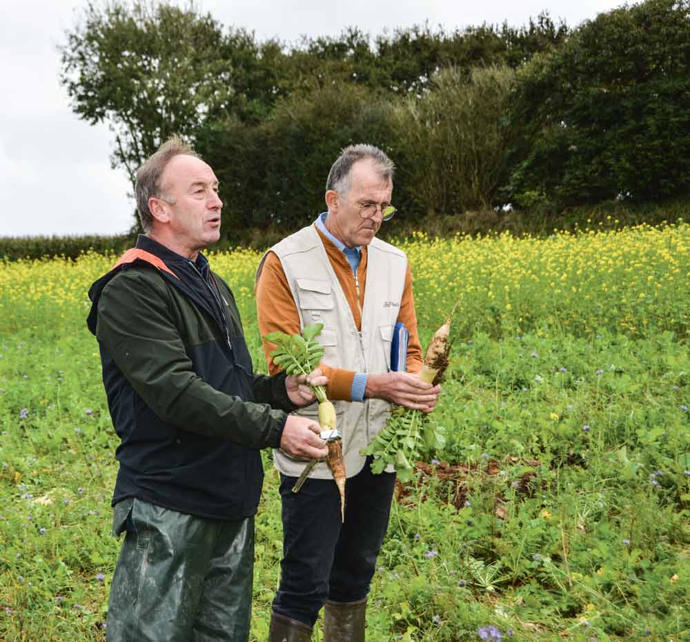  - Illustration L’effet fongicide de certains couverts végétaux