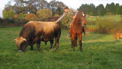Photo of La race Aubrac fait sa place en Bretagne