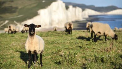 Photo of Inquiétude face au Brexit : La filière ovine dans l’expectative