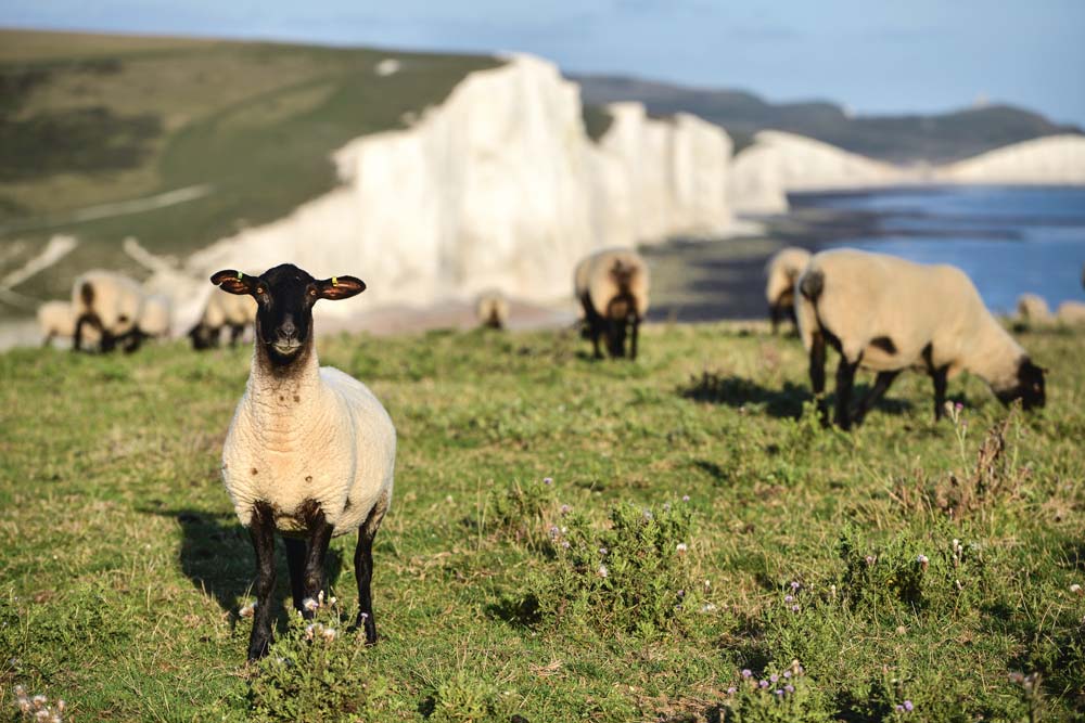  - Illustration Inquiétude face au Brexit : La filière ovine dans l’expectative