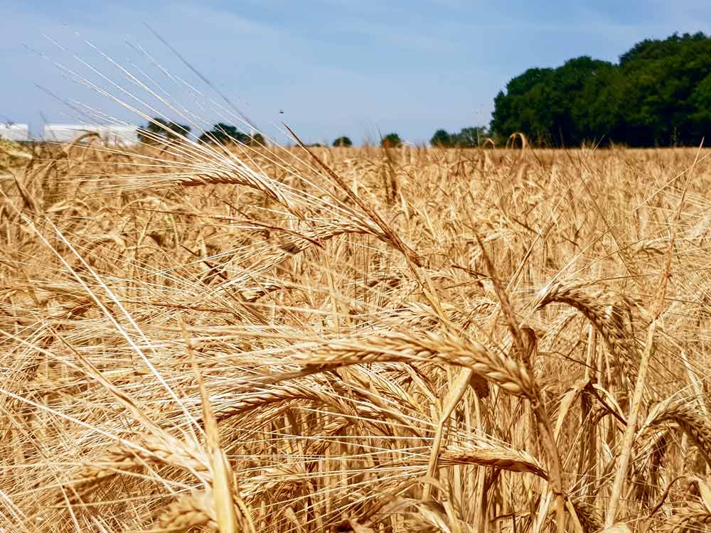  - Illustration De l’orge locale pour les bières bretonnes