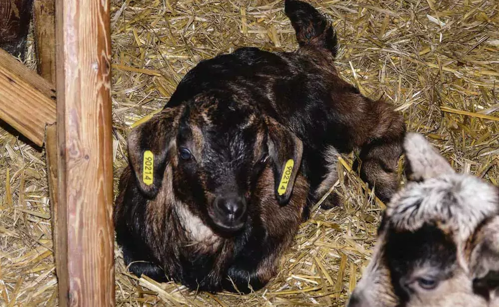 Refus de l’identification électronique pour les chevreaux | Journal ...