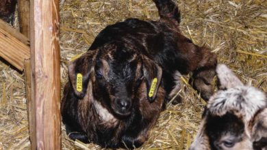Photo of Refus de l’identification électronique pour les chevreaux