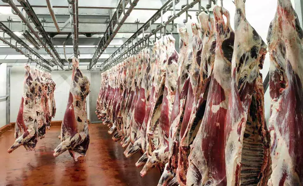  - Illustration La production de viande bovine baisserait encore en 2023