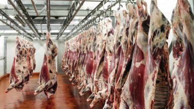 Photo of La production de viande bovine baisserait encore en 2023