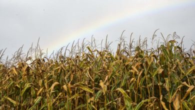 Photo of Début d’ensilage imminent