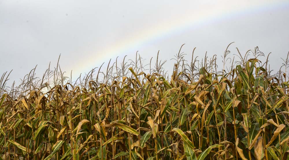  - Illustration La pluie chamboule les plannings d’ensilage