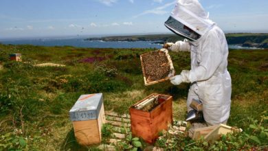 Photo of À Ouessant, on veille sur l’abeille noire depuis trente ans