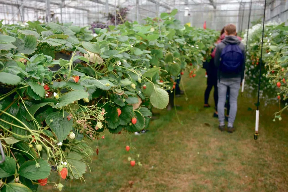  - Illustration Les fraises apprécient la pelouse