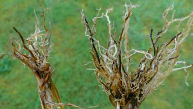 Photo of Semis de céréales : Lutter en amont contre les maladies du pied
