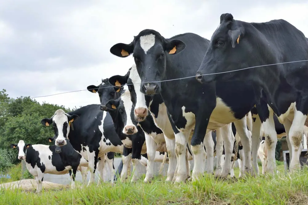  - Illustration Lait : La hausse des coûts pèse sur les revenus