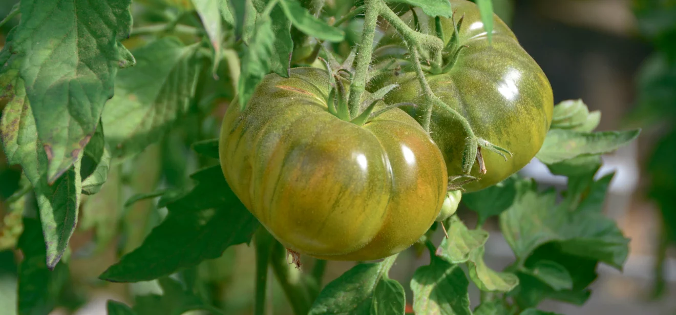 - Illustration Trouver les variétés de tomate adaptées à la bio