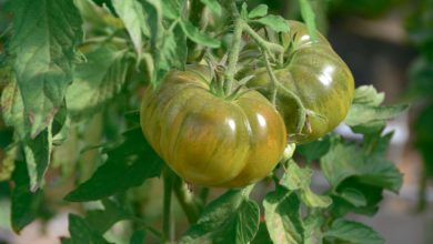 Photo of Trouver les variétés de tomate adaptées à la bio