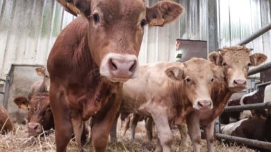 Photo of Sécurité et bien-être en bovin viande
