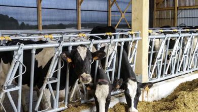 Photo of La saison des ensilages bat son plein