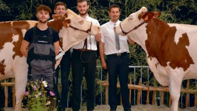 Photo of Concours Montbéliarde, Ohhh la vache : Violette, à Dominique Le Crom, d’Évellys