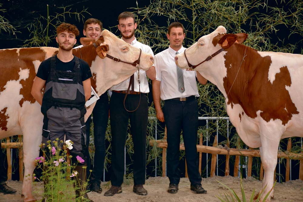  - Illustration Concours Montbéliarde, Ohhh la vache : Violette, à Dominique Le Crom, d’Évellys
