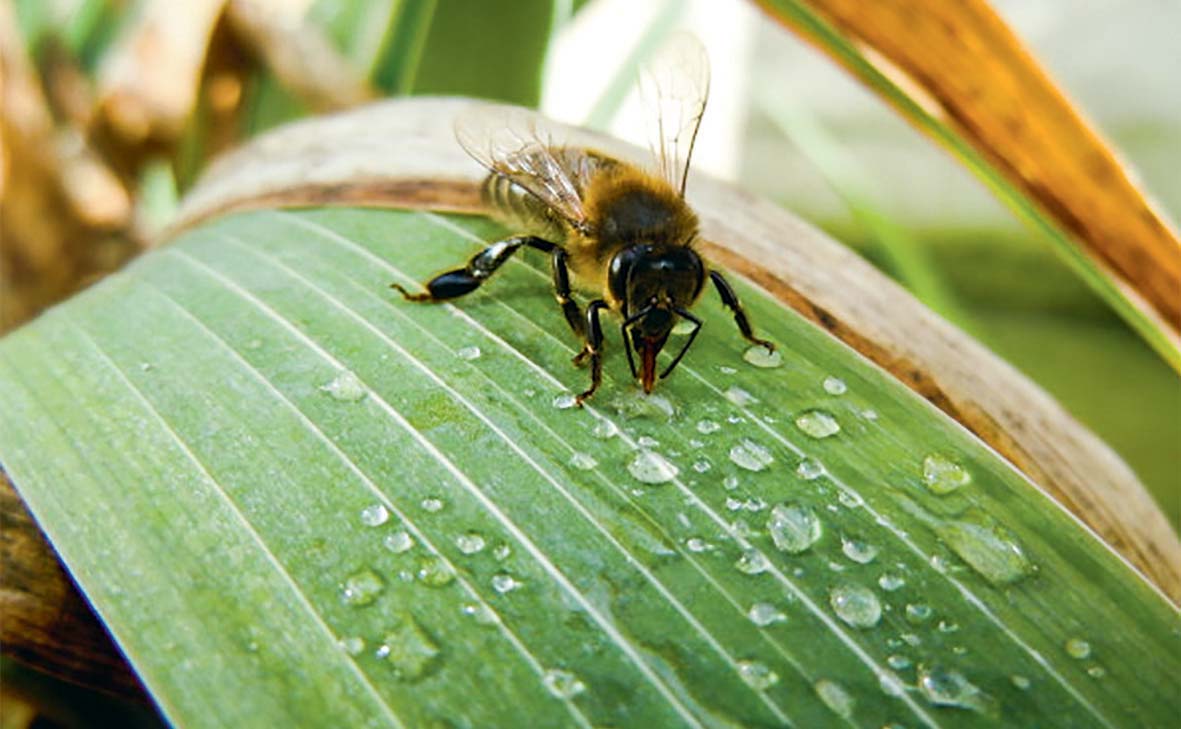  - Illustration Abeilles : 30% de mortalité annuelle en moyenne