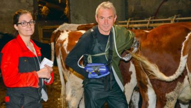 Photo of Ancien éleveur, Serge Michard forme à l’insémination