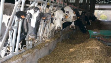 Photo of Lait : Le sceau du bio ne suffit plus