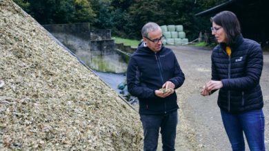 Photo of Maïs : Le grain denté farineux produit plus de lait à l’hectare