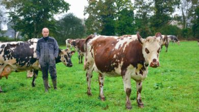 Photo of Un âge moyen au 1er vêlage de 25 mois en Normande