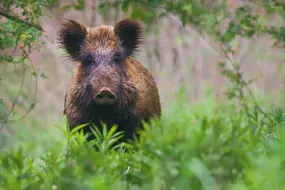 Un sanglier