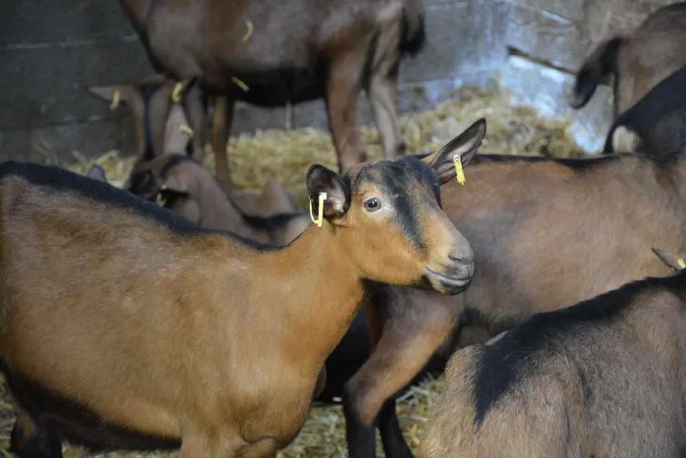 Caprin : Du gabarit et de la durabilité | Journal Paysan Breton
