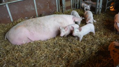 Photo of Orienter les aides vers l’agro-écologie