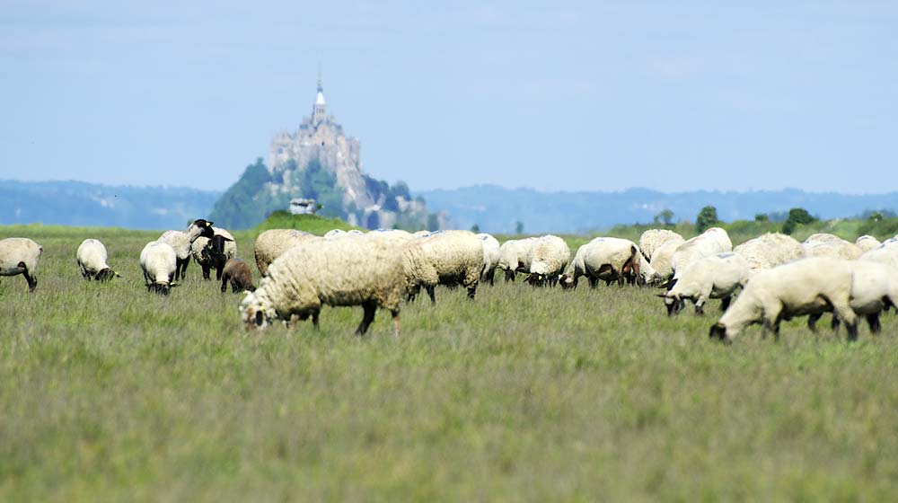  - Illustration Les agneaux AOP en quête de reconnaissance