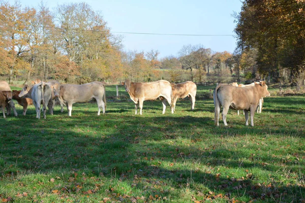 - Illustration Viande bovine : Abaisser son coût alimentaire