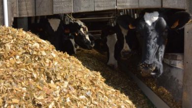 Photo of Des écarts d’ingestion suivant les matières sèches