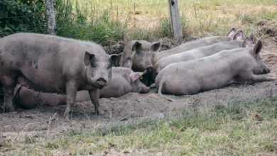 Photo of Peste porcine : La Belgique reste vigilante