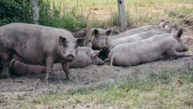 Photo of Peste porcine : La Belgique reste vigilante