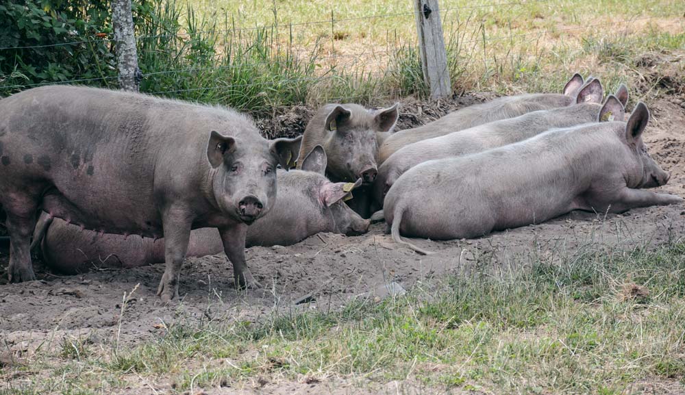  - Illustration Peste porcine : La Belgique reste vigilante