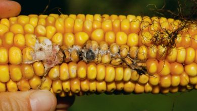 Photo of Qualité du maïs : Une année favorable aux mycotoxines