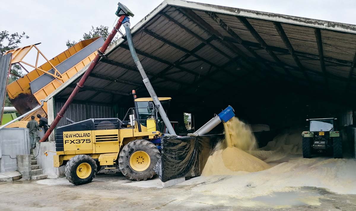  - Illustration Un maïs grain humide bien conservé dans un ancien poulailler