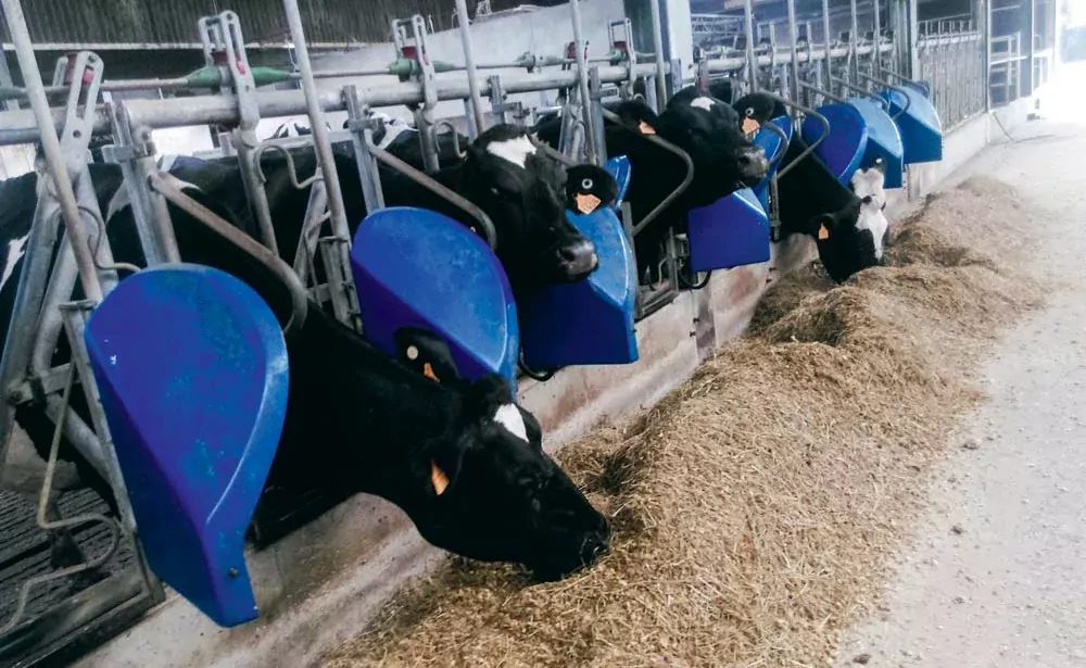  - Illustration Maïs : Quel impact des brins longs sur la production laitière ?