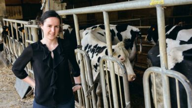 Photo of Lait bio : Maïs/soja ou herbe en hiver ?
