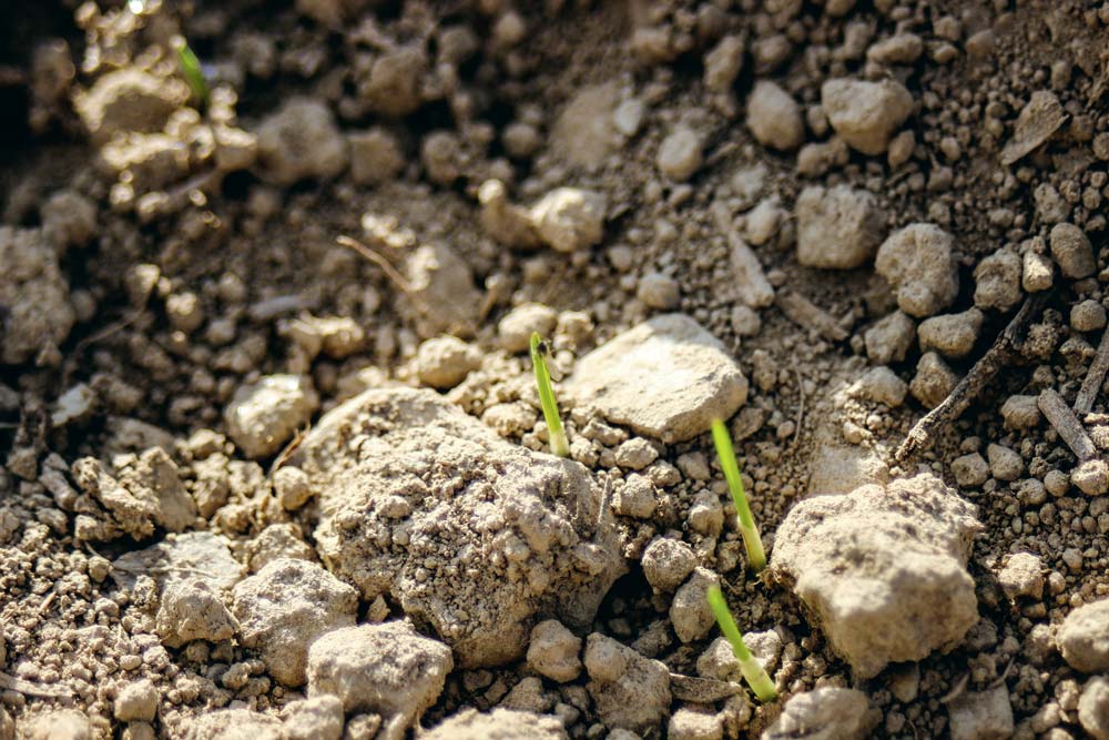  - Illustration Les pucerons perturbés par le climat