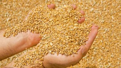 Photo of Ventiler le grain par temps humide