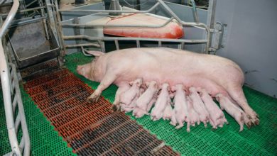 Photo of La FNP n’admettra pas que le prix du porc français reste en queue du peloton européen
