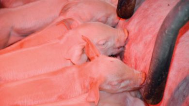 Photo of Des porcelets nombreux et en bonne santé, un challenge