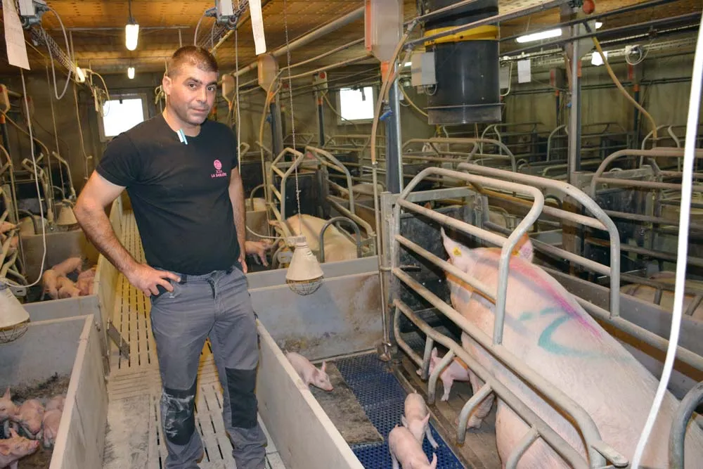  - Illustration Levures et anti-oxydants protègent truies et porcelets